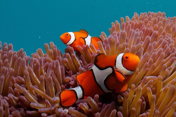 2-Day Snorkelling Experience - Great Barrier Reef Twin Share - Day One: two outer reef locations and why that matters