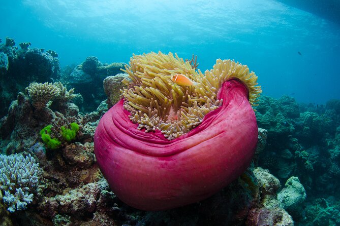 2-Day Snorkelling Experience - Great Barrier Reef Twin Share - Price and what you actually get for $502