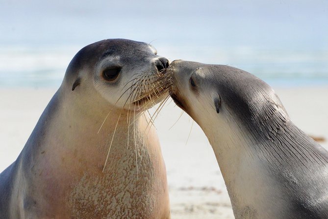 2 day Ultimate Kangaroo Island with return ferry - Seal Bay Conservation Park: sea lions, a ranger walk, and real wildlife energy