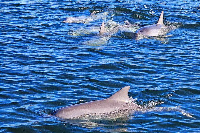 2-Hour Dolphin and Maritime Cruise in Port Adelaide - Two hours on Port Adelaide: what this cruise feels like