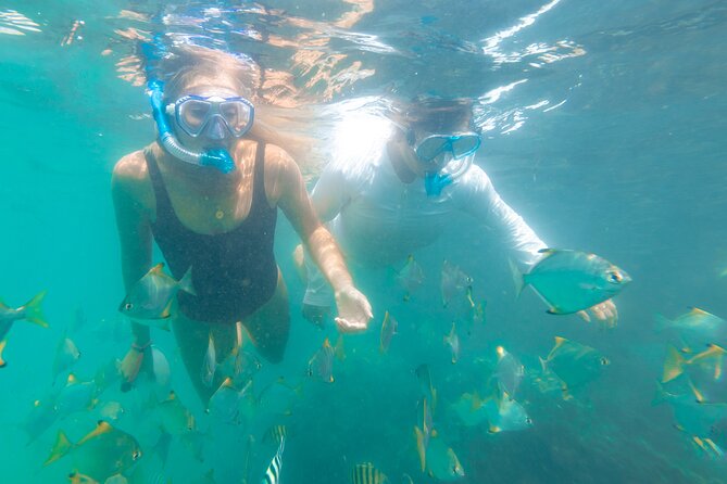2-Hour Dolphin Kayak & Snorkel Tour on the Broadwater - Meeting point at 464 Marine Parade: keep it simple