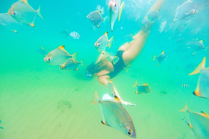 2-Hour Dolphin Kayak & Snorkel Tour on the Broadwater - Who should book this tour (and who might feel let down)