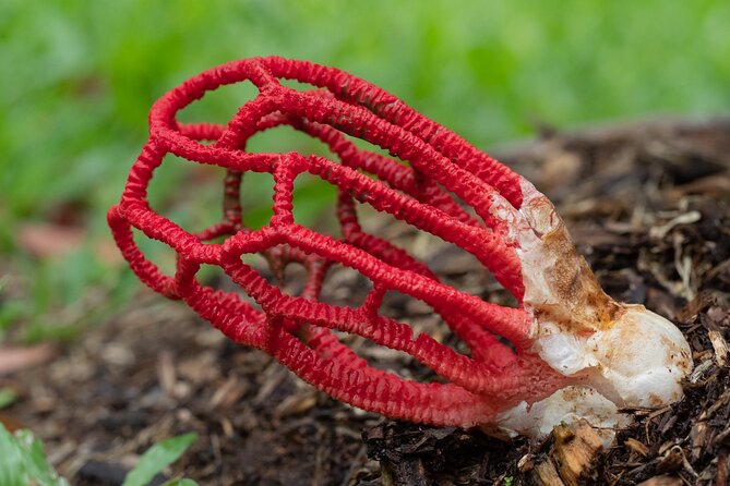 2-Hour Mushroom Photography Activity in Cairns Botanic Gardens - Key Things I’d Point You To