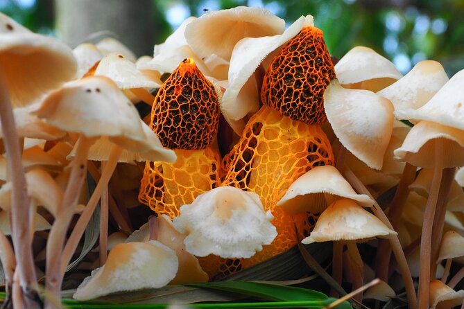 2-Hour Mushroom Photography Activity in Cairns Botanic Gardens - What You Can Expect to Photograph in Cairns (And When)