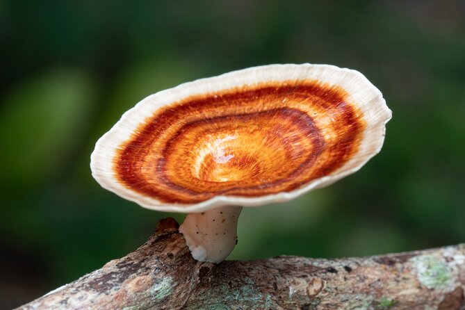 2-Hour Mushroom Photography Activity in Cairns Botanic Gardens - Timing and Getting There: 8:30 am Meets Morning Light
