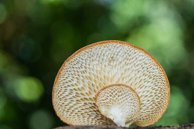 2-Hour Mushroom Photography Activity in Cairns Botanic Gardens - Price and Value: Is $48.77 Worth It?