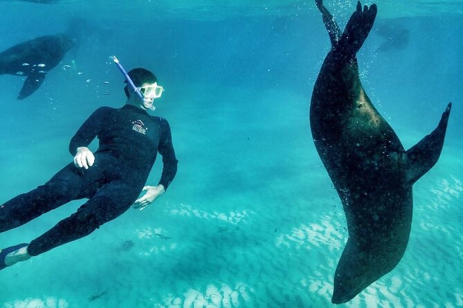 2 hour Seals & Seadragon Swim - Sorrento Pier check-in and the covered boat comfort you’ll appreciate