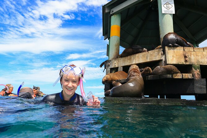 2 hour Seals & Seadragon Swim - Chinaman’s Hat: where seals hang out like locals