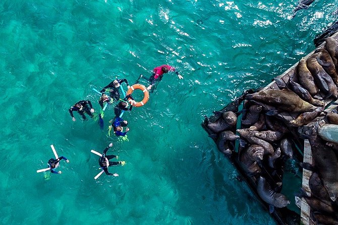 2 hour Seals & Seadragon Swim - Gear, wetsuits, and the real value of being well set up