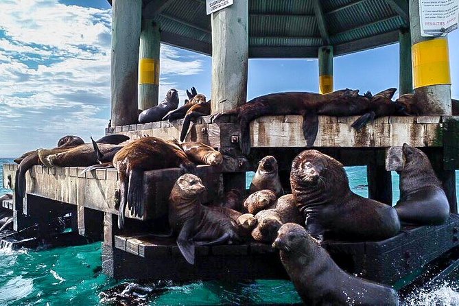 2 hour Seals & Seadragon Swim - Food and drinks on a two-hour wildlife run