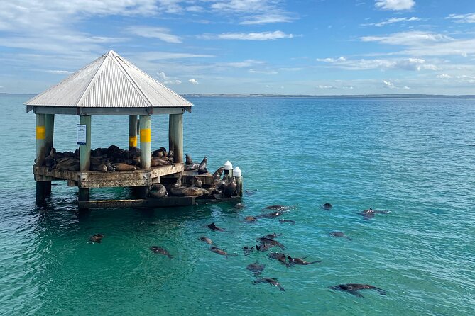 2 hour Seals & Seadragon Swim - Tide-driven departures on the Mornington Peninsula