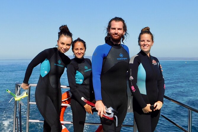 2 hour Seals & Seadragon Swim - Who this seals and seadragon swim is best for