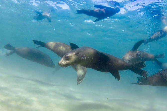2 hour Seals & Seadragon Swim - Should you book the Seals & Seadragon Swim?