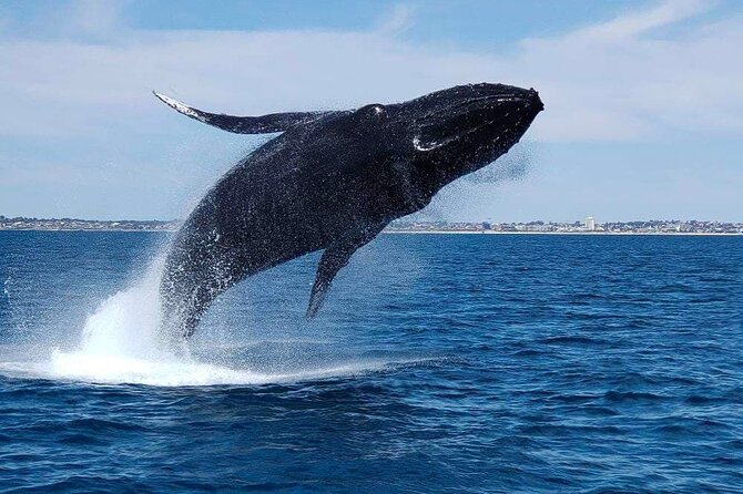 2 Hour Whale-Watching Cruise from Hillarys Boat Harbour - Cruise comfort: what the boat ride feels like in real life