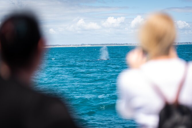2 Hour Whale-Watching Cruise from Hillarys Boat Harbour - Price and value: is $55.94 worth it?