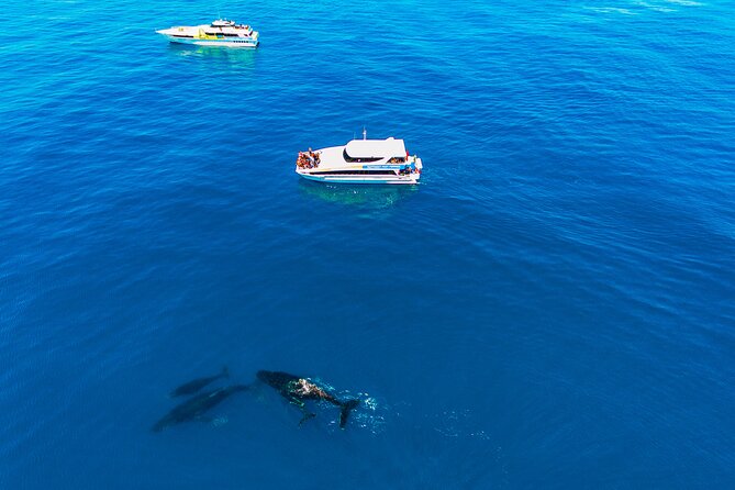 2 Hour Whale-Watching Cruise from Hillarys Boat Harbour - Timing, group size, and how that affects your experience
