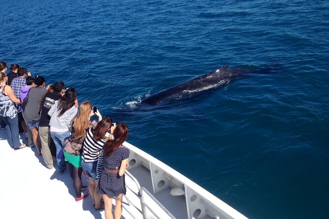 2 Hour Whale-Watching Cruise from Hillarys Boat Harbour - Who should book this cruise, and who might want an alternative