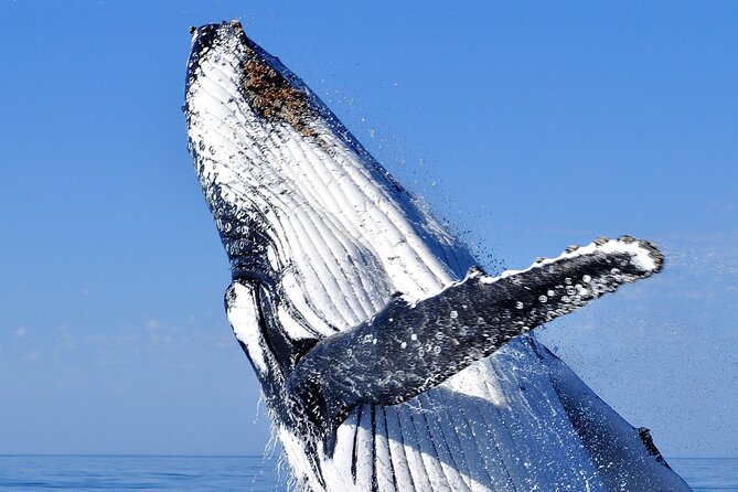 2 hour whale watching experience departing Hillarys Boat Harbour - Quick highlights to know before you go