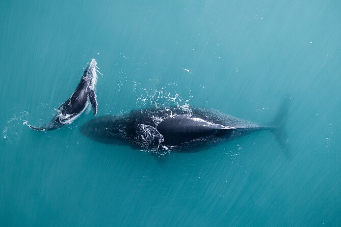 2 hour whale watching experience departing Hillarys Boat Harbour - Getting to the boat: Rottnest Fast Ferries makes life easier