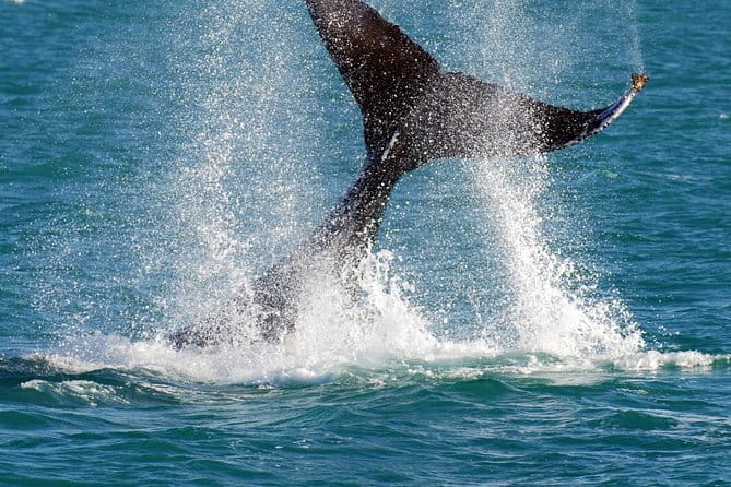 2 hour whale watching experience departing Hillarys Boat Harbour - Three viewing decks: why you’ll want to walk around