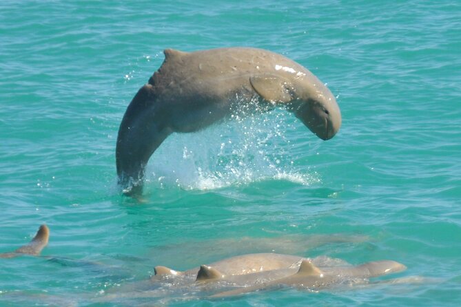 3.5 Hour Broome Sunset Cruise - Key highlights you’ll actually care about