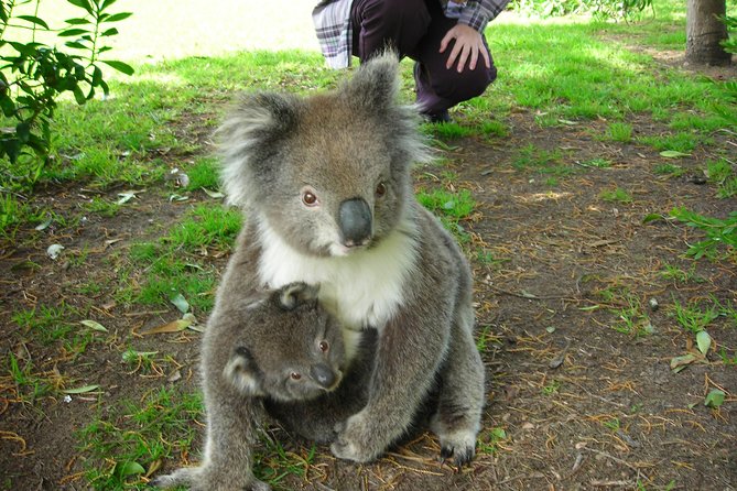 3-Day Adelaide to Melbourne Tour Including the Great Ocean Road - Price and what you’re really buying for $1,506.21