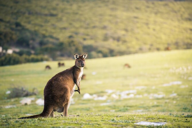 3-Day Kangaroo Island Adventure Tour - Key highlights to know before you go