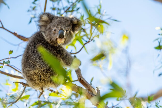 3-Day Kangaroo Island Adventure Tour - From Adelaide to Penneshaw: the ferry day that sets the tone