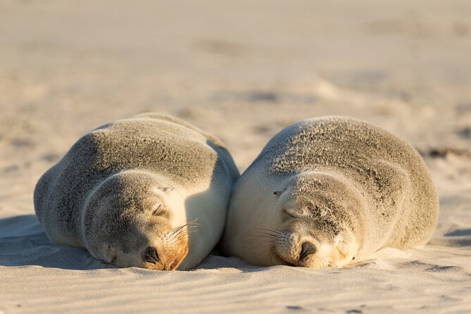 3-Day Kangaroo Island Adventure Tour - Should you book this Kangaroo Island Adventure Tour?