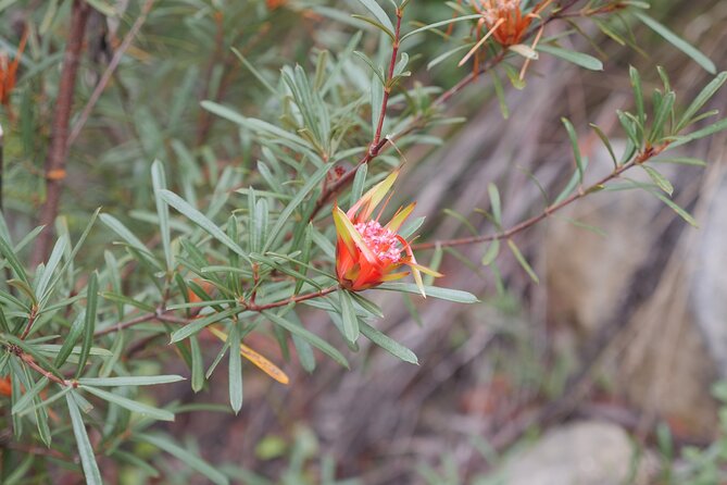 3 Day Scenic Tour of Blue Mountains from Sydney - Day 2: Leura guided tour, Scenic World Railway/Skyway/Walkway, and the Evans Lookout + gardens combo
