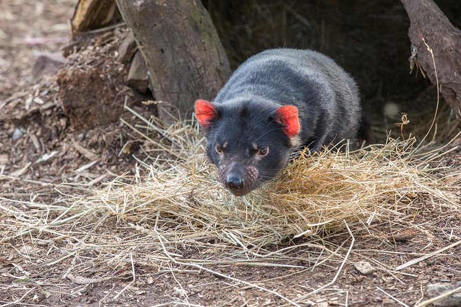 3 day Tasmanian highlights tour – Hobart, Port Arthur and Bruny Island - Day 1 in Hobart: Mount Wellington, Salamanca Market, Richmond, and Bonorong
