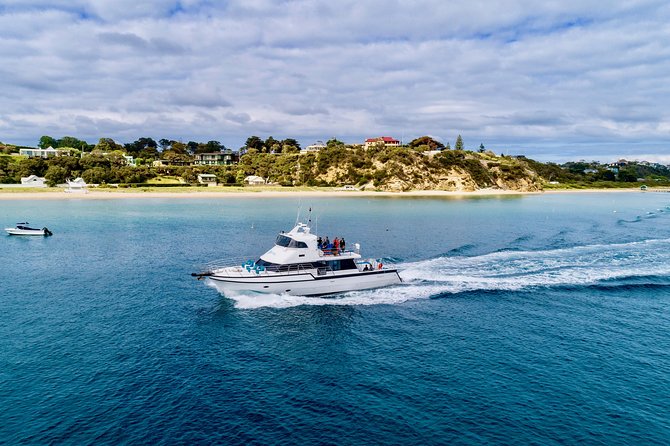 3-Hour Dolphin and Seal Sightseeing Cruise, operated with swim tour passengers - Why Port Phillip Bay is a great place to look for dolphins and seals