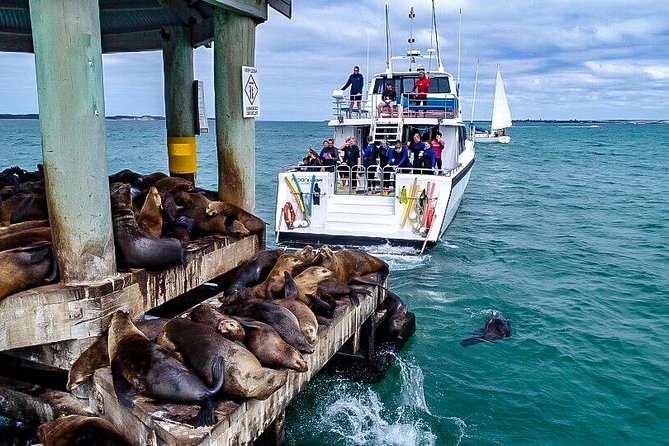 3-Hour Dolphin and Seal Sightseeing Cruise, operated with swim tour passengers - 3 hours on a luxury boat: comfort that matters in the real world