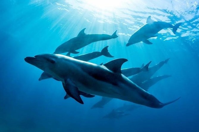 3 hour Dolphin and Seal Swim (NOV-APR) - Key things to know before you go