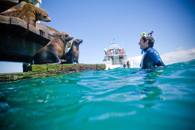 3 hour Dolphin and Seal Swim (NOV-APR) - Chinaman’s Hat seals: the warm-up swim you’ll remember