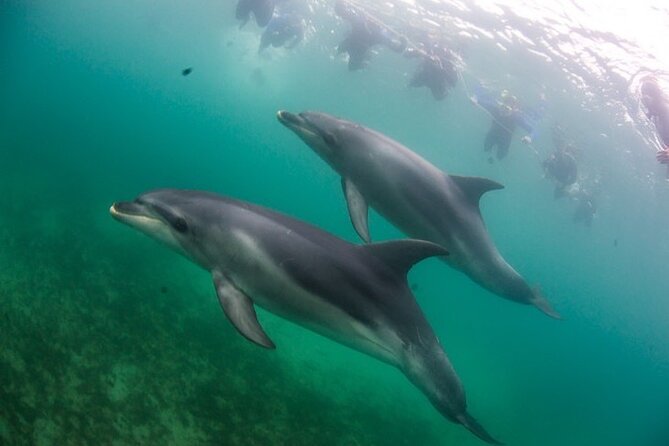 3 hour Dolphin and Seal Swim (NOV-APR) - What the gear and guide briefing really mean for you