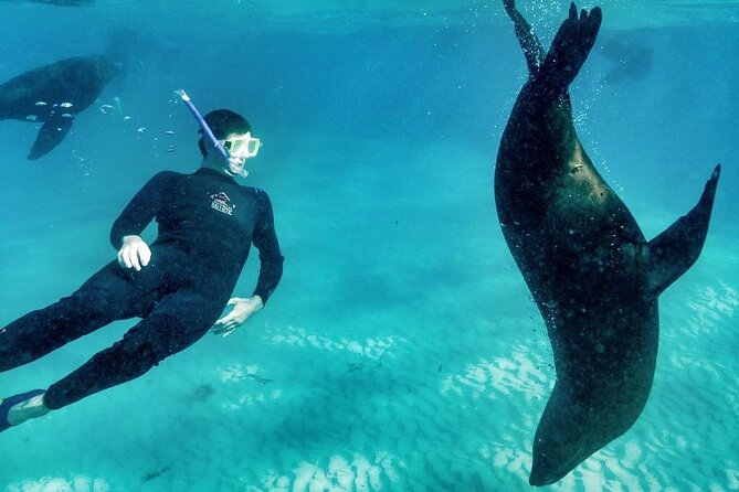 3 hour Dolphin and Seal Swim (NOV-APR) - If you don’t spot dolphins: how the free return works