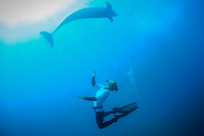 3 hour Dolphin and Seal Swim (NOV-APR) - Price and value: is $150.62 worth it?