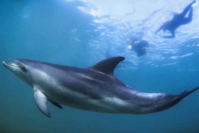3 hour Dolphin and Seal Swim (NOV-APR) - Dolphin hunt and “wait for the squeaks” water time