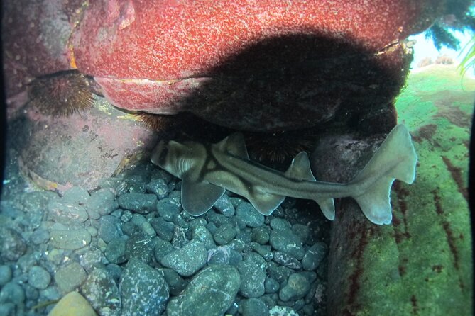 3-Hour Kayak and Snorkeling Experience in Batemans Bay - 8:00am Meeting Point: Gear Up, Train, and Get Your Bearings