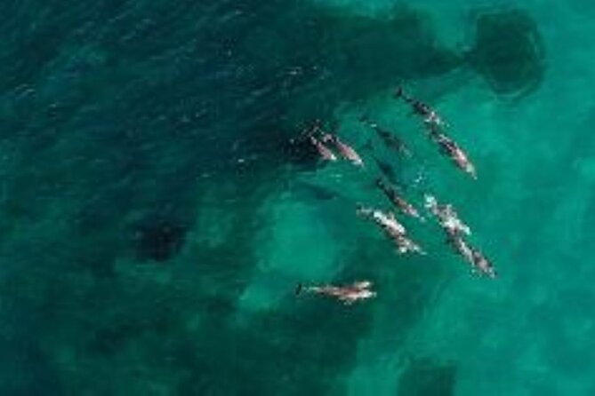 3 Island Wildlife Snorkel - Snorkeling the Shoalwater Islands: What Makes This Trip Worth $142.73