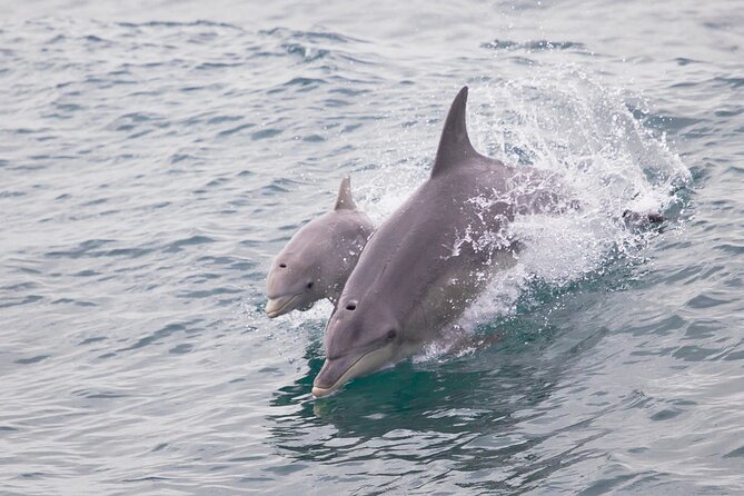 3 Island Wildlife Snorkel - What the Crew Helps With (So Beginners Aren’t Guessing)