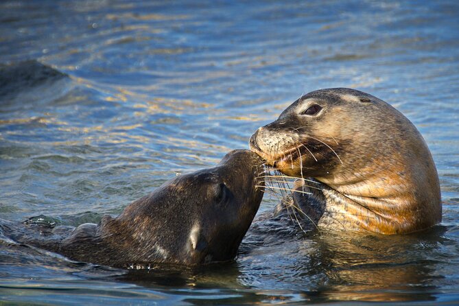 3 Island Wildlife Snorkel - Complementary Photos: The Easy Win After You Come Up Wet