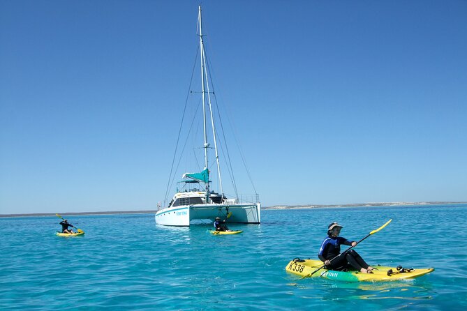 3 Night Ningaloo Reef Snorkel and Dive Getaway from Coral Bay - Day 2: The Stag Forest coral garden snorkel