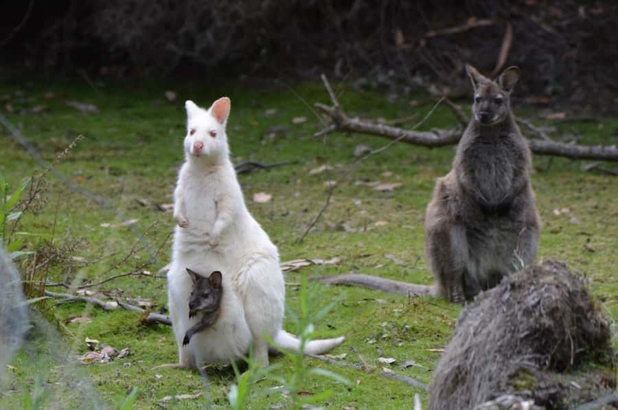 3D Tasmanian Highlights: Hobart, Port Arthur & Bruny Island - Day 2 on Bruny Island: ferry ride, beaches, parks, and Wicked Cheese