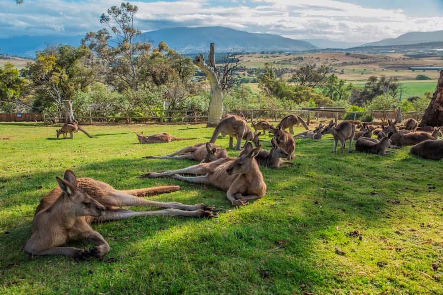 3D Tasmanian Highlights: Hobart, Port Arthur & Bruny Island - Who this tour suits best (and who should think twice)