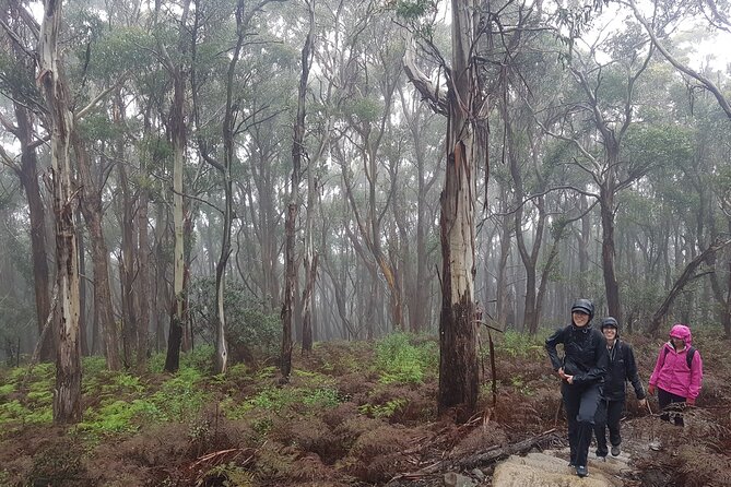 4 Day Wild Tasmania Tour / Wildlife, Nature, Hiking / Inc. Accom - Day 3: Bay of Fires orange lichen beaches and Bicheno’s devil feeding