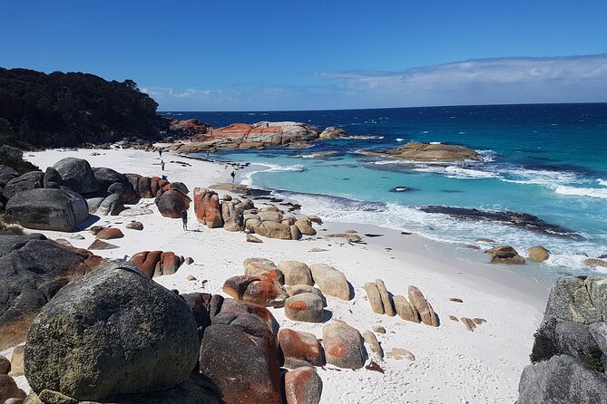 4 Day Wild Tasmania Tour / Wildlife, Nature, Hiking / Inc. Accom - Day 1: Russell Falls and Franklin River, plus Queenstown and Tullah