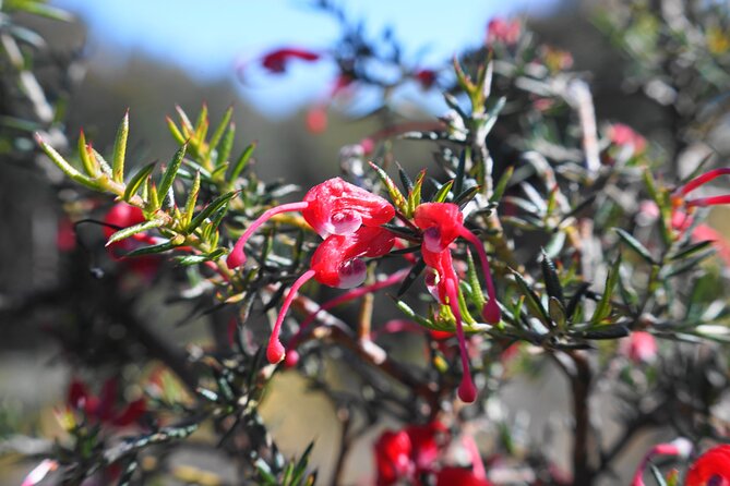 4 Days Private Walking Tour in South Australia - Day 3: Tapanappa Ridge views and open-water thinking time