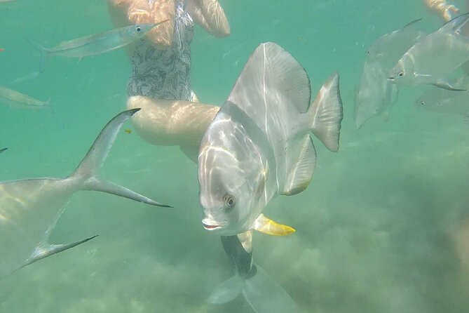 4H Snorkeling and Fishing Cruise on Magnetic Island - A 4-hour Magnetic Island cruise that mixes reef time and fishing effort